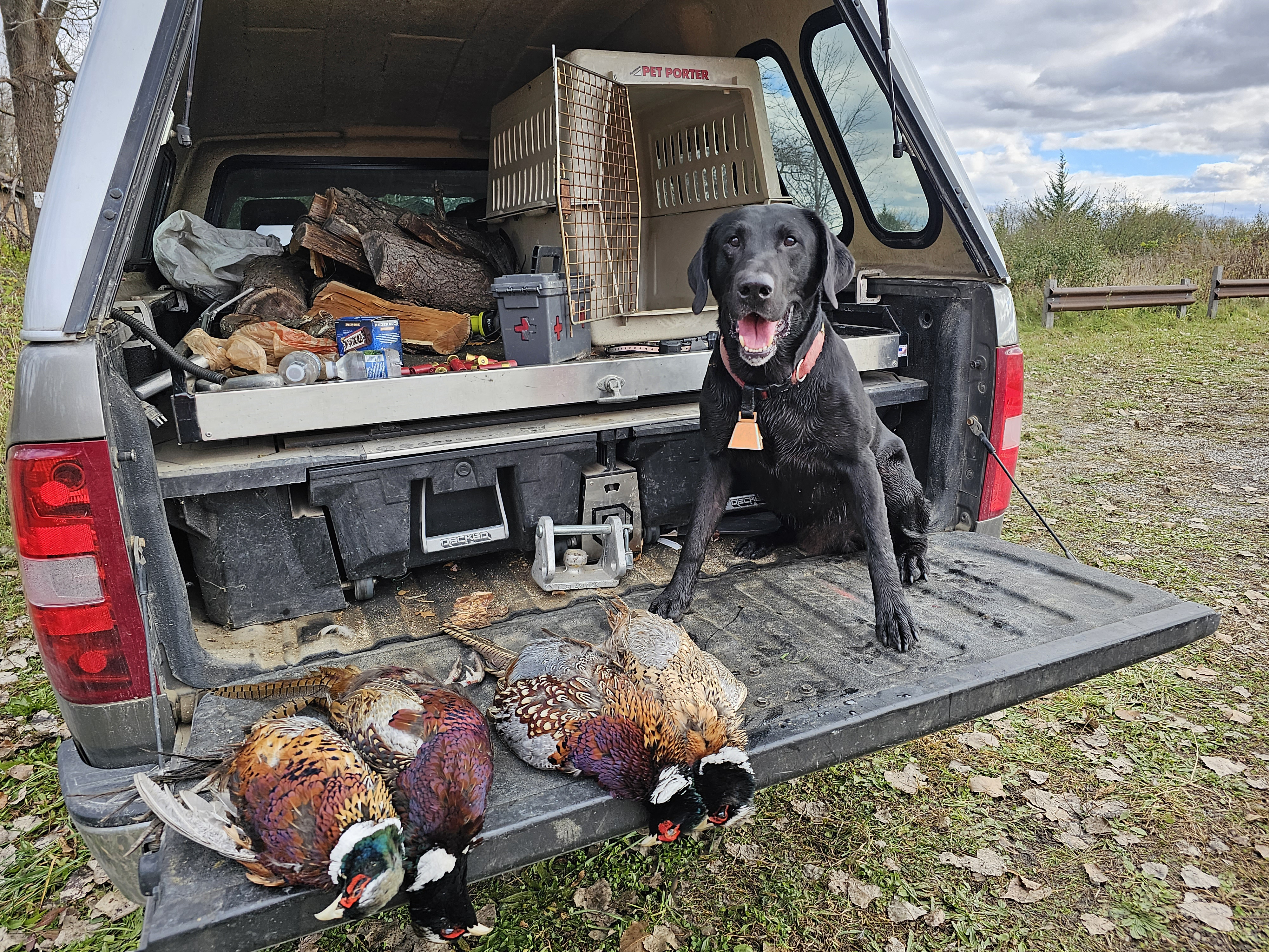 A labrador retriever and four rooster pheasants, sitting on a tailgate